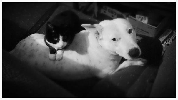 Bundy And Sammy...chicken Thieves