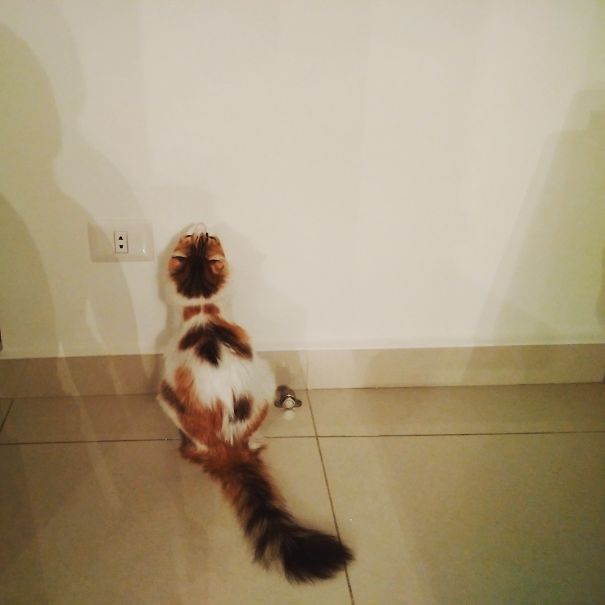 Mmm Would I Be Able To Climb This Wall!