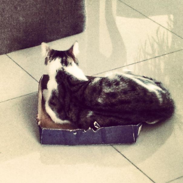 Who Said I Wont Fit!