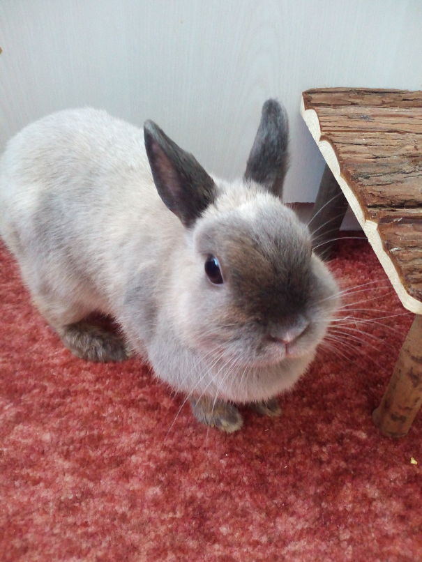 Cute bunny on a red carpet near a wooden platform.