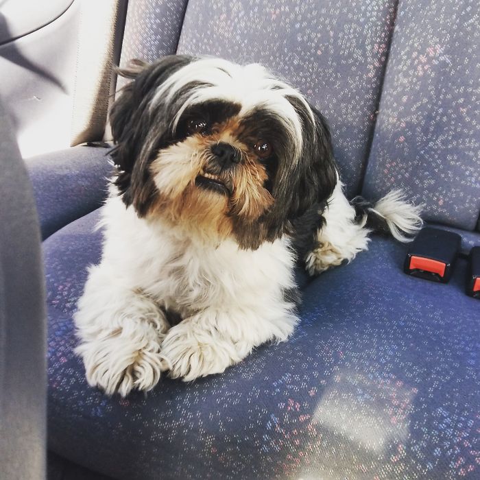 Lexia Loves Travelling By Car :)