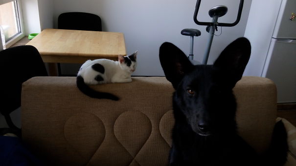 Do Not Go Near My Cat! I'm Serious!