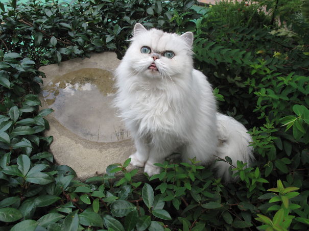 Who Needs A Water Bowl? Bird Bath Is Ideal!