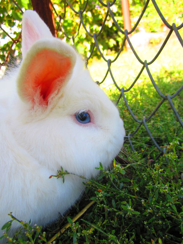White bunny with blue eyes nibbling on grass near a chain-link fence.