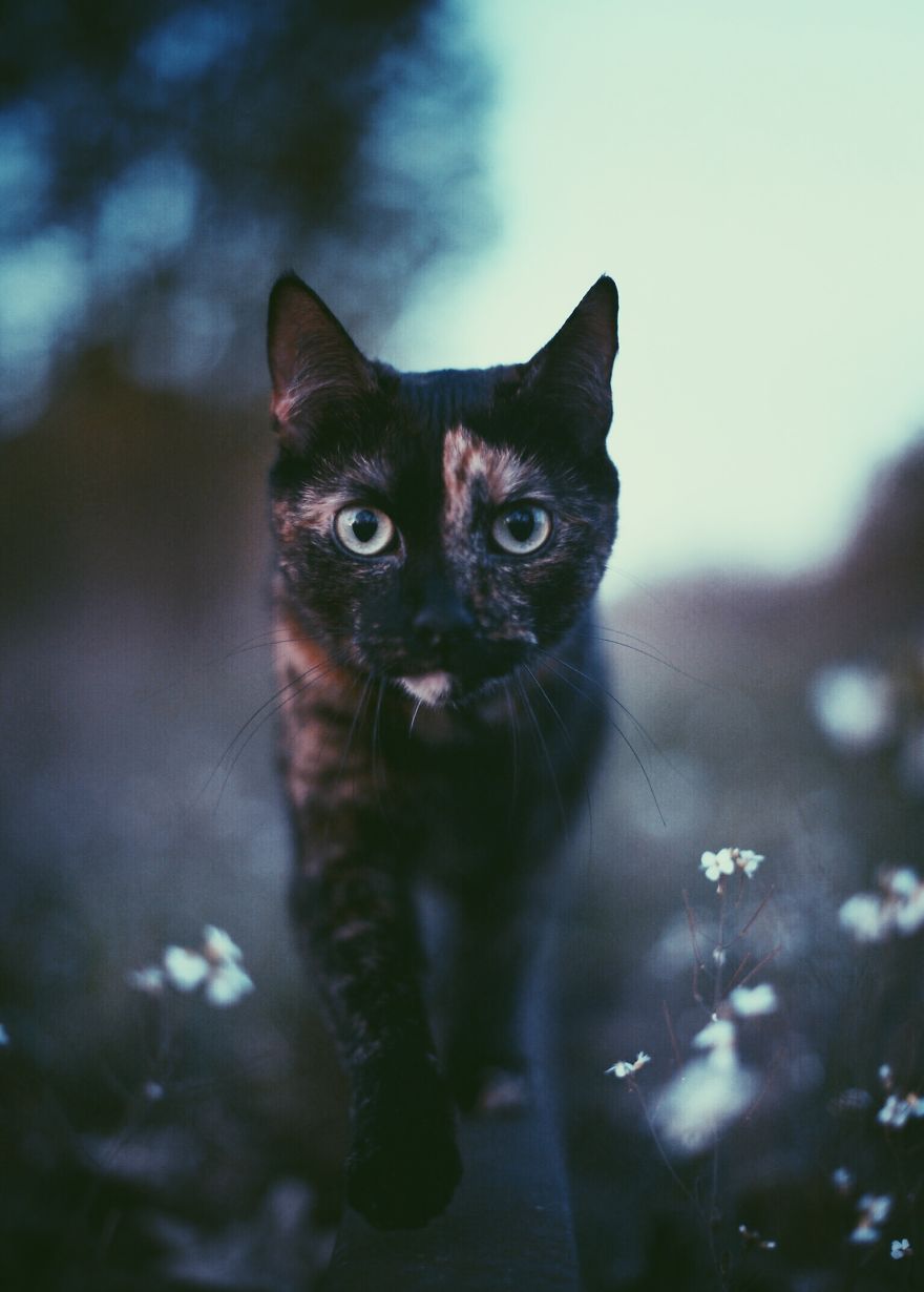 A Summer With A Cat: Why You Shouldn't Leave Your Cat At Home During Vacation A Summer With A Cat: Why You Shouldn't Leave Your Cat At Home During Vacation