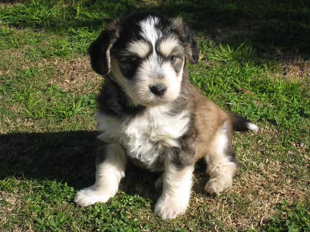 Adorable Maltese Poodle + Husky Cross
