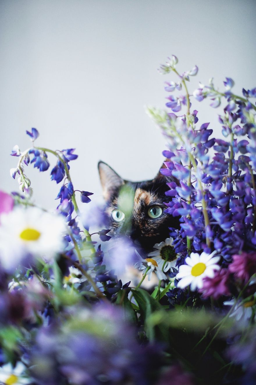 A Summer With A Cat: Why You Shouldn't Leave Your Cat At Home During Vacation A Summer With A Cat: Why You Shouldn't Leave Your Cat At Home During Vacation