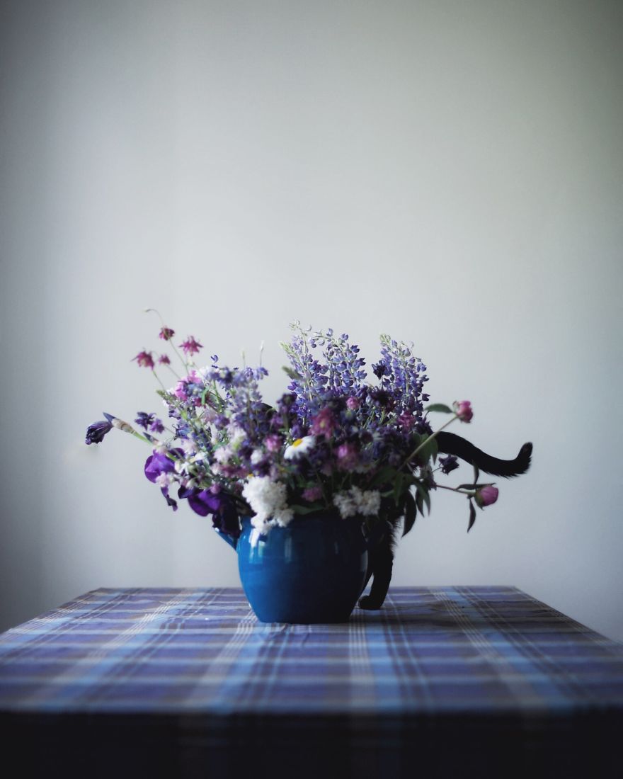 A Summer With A Cat: Why You Shouldn't Leave Your Cat At Home During Vacation A Summer With A Cat: Why You Shouldn't Leave Your Cat At Home During Vacation