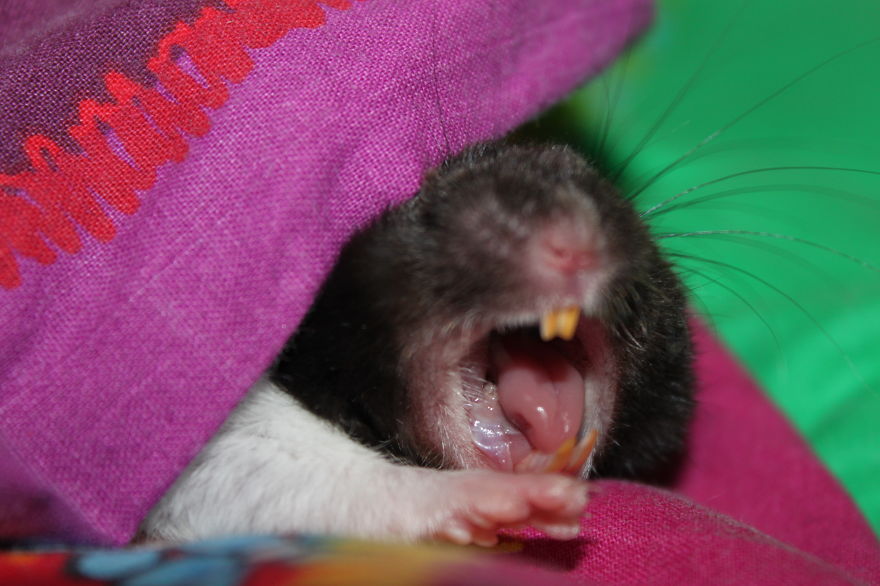 Yawning Volt