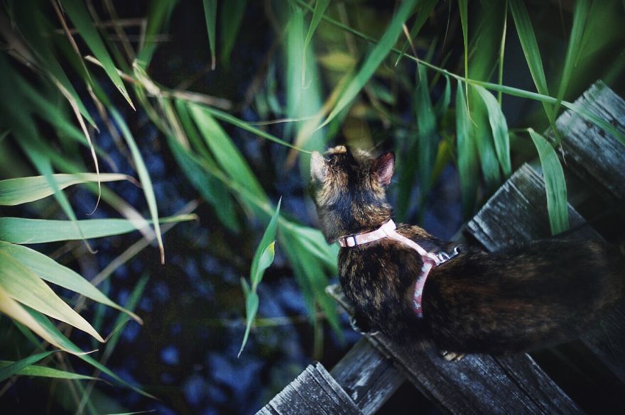 A Summer With A Cat: Why You Shouldn't Leave Your Cat At Home During Vacation A Summer With A Cat: Why You Shouldn't Leave Your Cat At Home During Vacation
