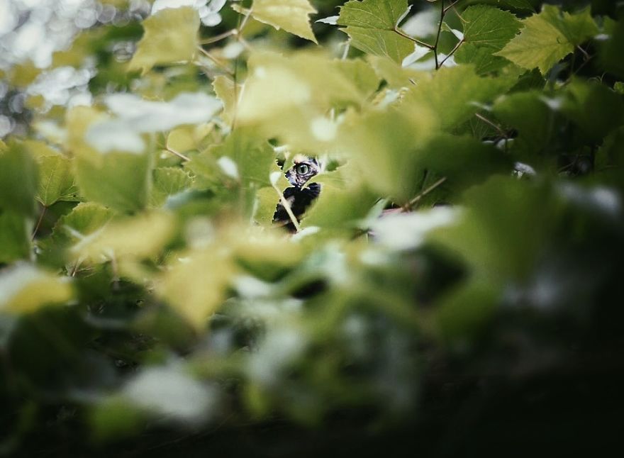 A Summer With A Cat: Why You Shouldn't Leave Your Cat At Home During Vacation