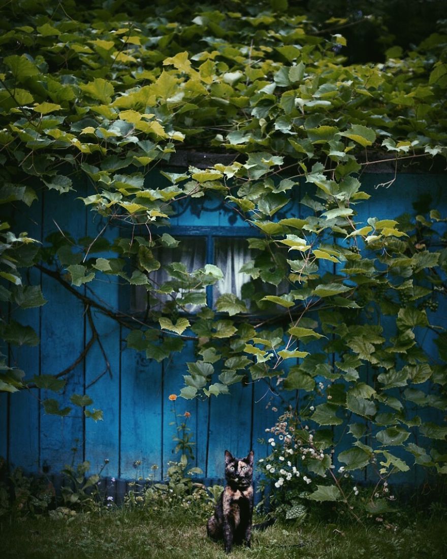 A Summer With A Cat: Why You Shouldn't Leave Your Cat At Home During Vacation