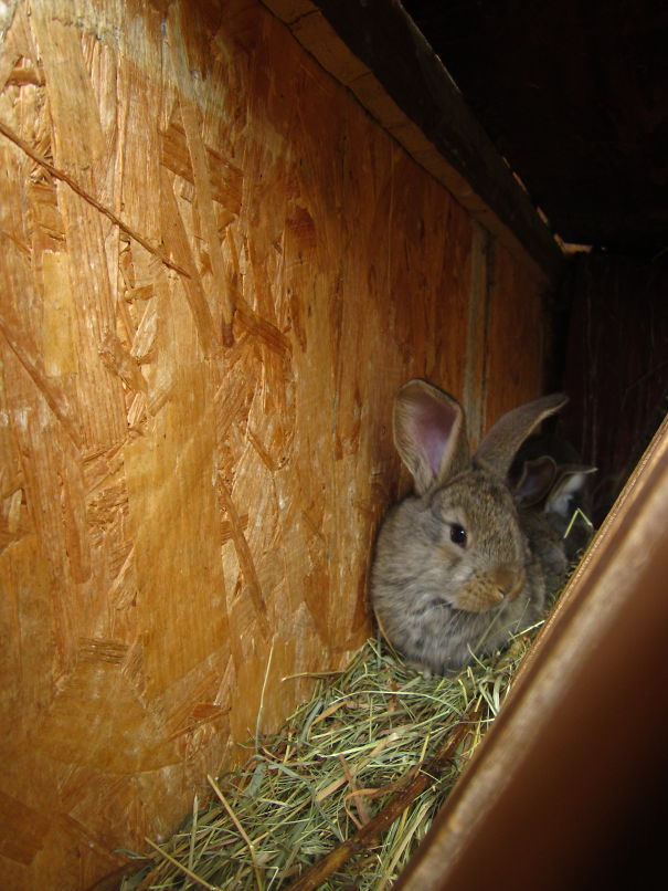 Cute bunny nestled in hay inside a wooden hutch.