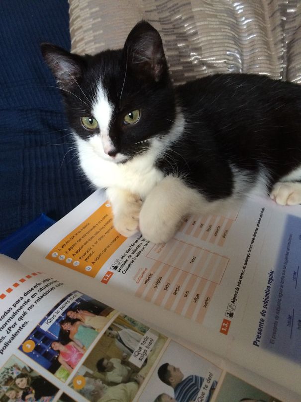 Ok, Enough Of Spanish, Now I'll Teach You The Cat Language!