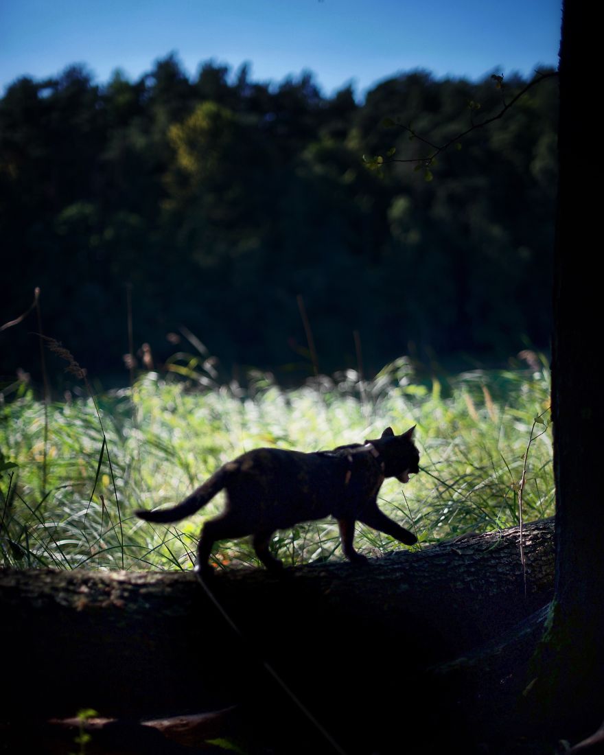 A Summer With A Cat: Why You Shouldn't Leave Your Cat At Home During Vacation