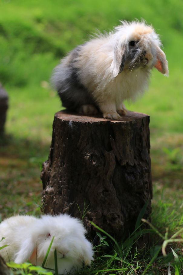Fluffy bunnies on a tree stump in a lush green garden setting.