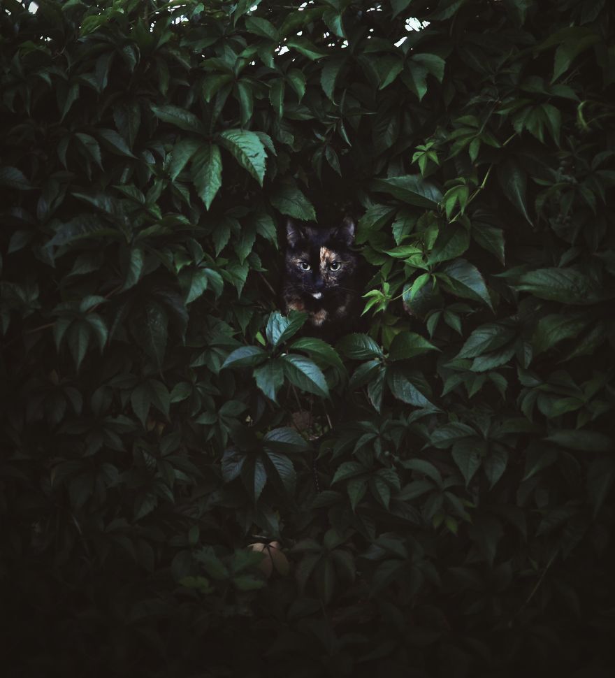 A Summer With A Cat: Why You Shouldn't Leave Your Cat At Home During Vacation A Summer With A Cat: Why You Shouldn't Leave Your Cat At Home During Vacation