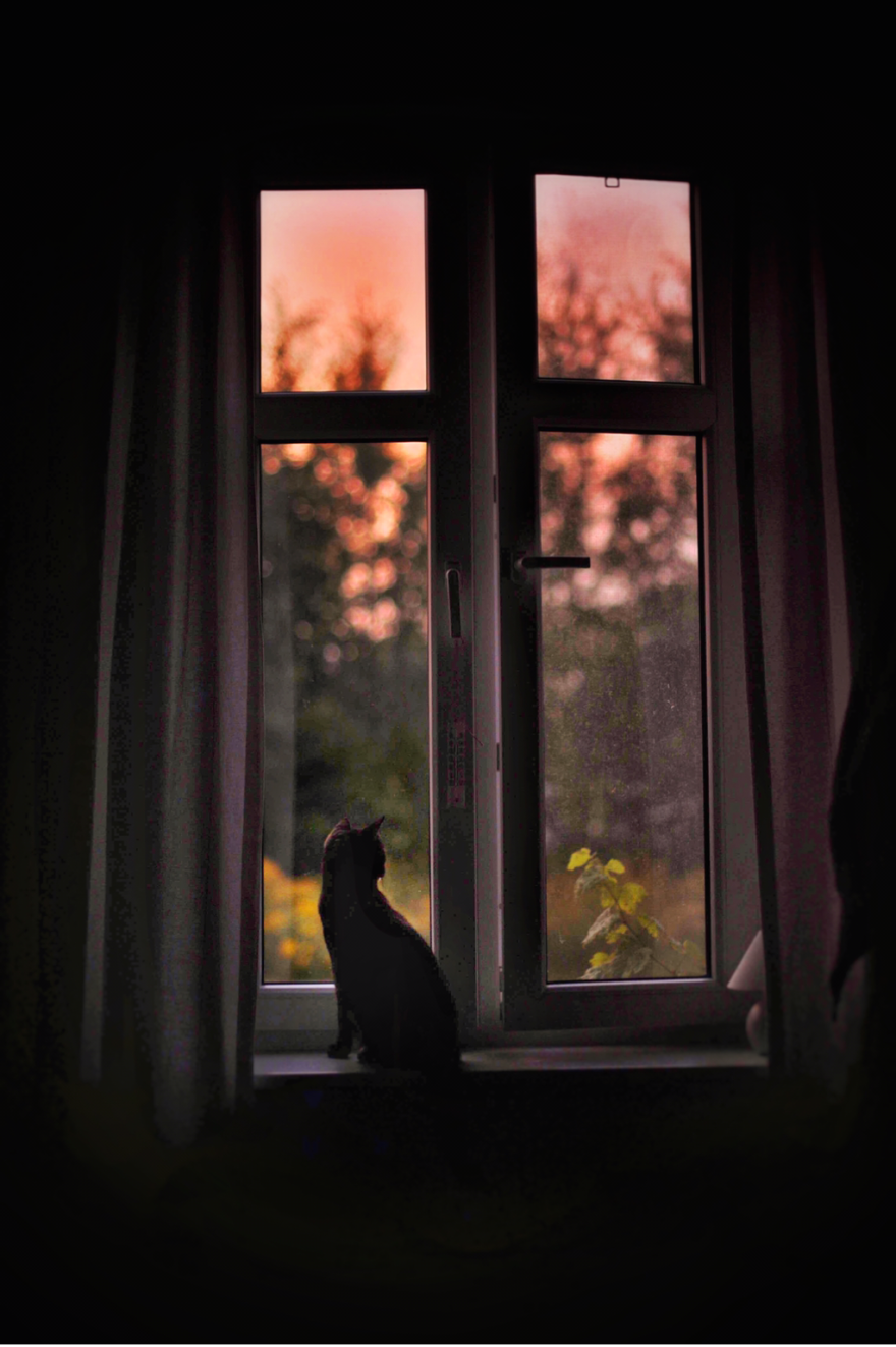 A Summer With A Cat: Why You Shouldn't Leave Your Cat At Home During Vacation A Summer With A Cat: Why You Shouldn't Leave Your Cat At Home During Vacation