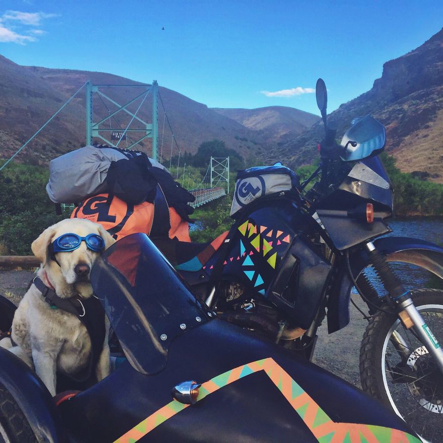 I Motorbiked 6,000 Miles To Alaska With My Dog And We're Still Going I Motorbiked 6,000 Miles To Alaska With My Dog And We're Still Going