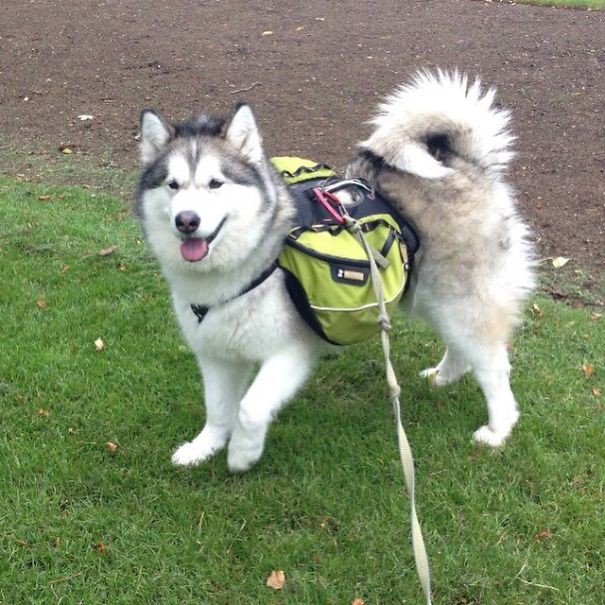 Mishka The Malamute - Carrying The Kit @mishkanddiesel