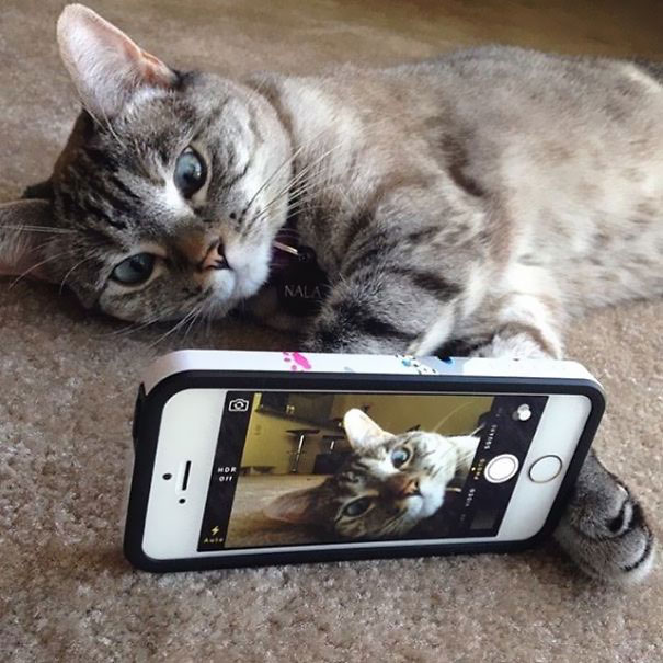 The Story Of Instagram's Most Famous Cat Nala, Who Has 3.2M Followers The Story Of Instagram's Most Famous Cat Nala, Who Has 3.2M Followers
