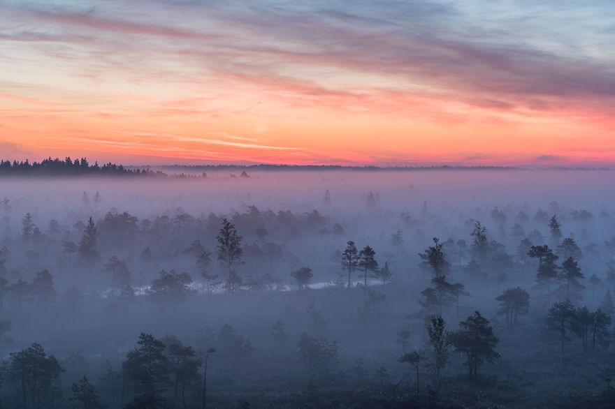 Magical Autumn Fog In Over 8000-Year-Old Kemeri Bog Magical Autumn Fog In Over 8000-Year-Old Kemeri Bog