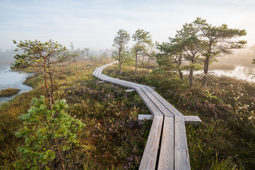 Magical Autumn Fog In Over 8000-Year-Old Kemeri Bog Magical Autumn Fog In Over 8000-Year-Old Kemeri Bog