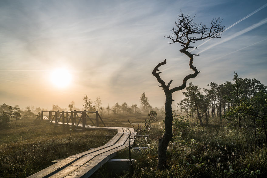 Magical Autumn Fog In Over 8000-Year-Old Kemeri Bog Magical Autumn Fog In Over 8000-Year-Old Kemeri Bog