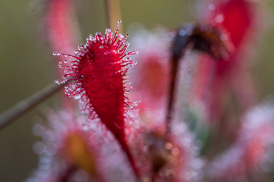 Magical Autumn Fog In Over 8000-Year-Old Kemeri Bog Magical Autumn Fog In Over 8000-Year-Old Kemeri Bog