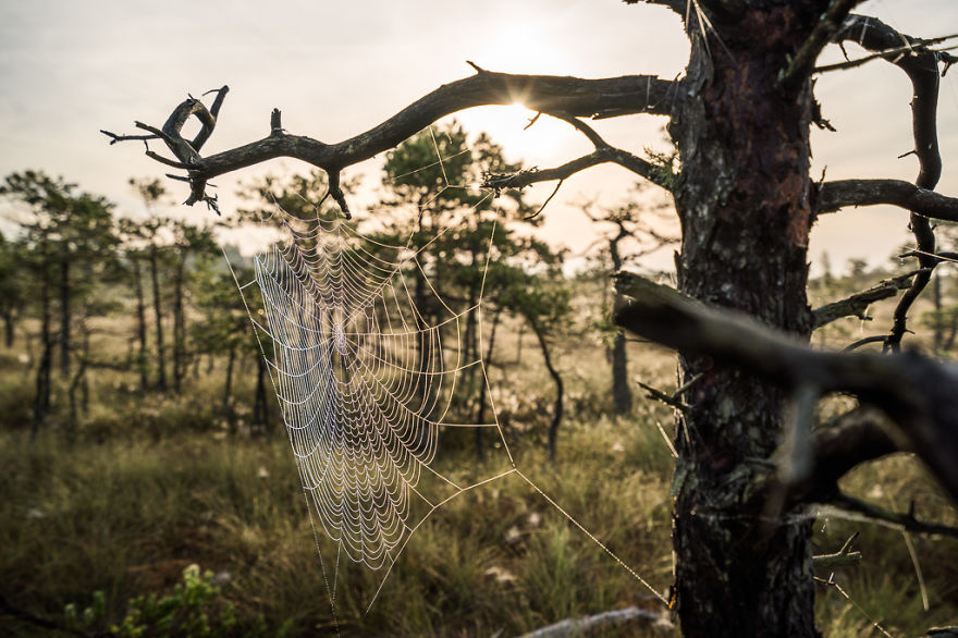 Magical Autumn Fog In Over 8000-Year-Old Kemeri Bog Magical Autumn Fog In Over 8000-Year-Old Kemeri Bog