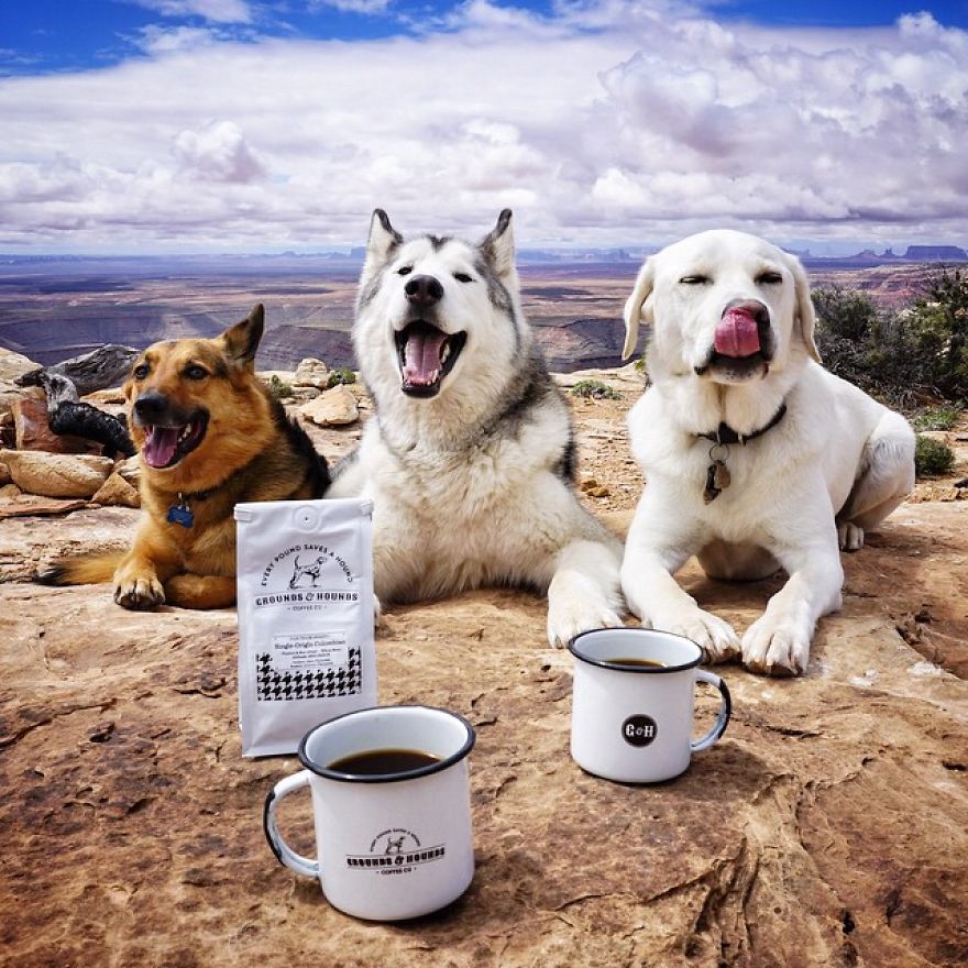 I Take My Wolfdog On Epic Adventures Because I Hate To See Dogs Locked Away I Take My Wolfdog On Epic Adventures Because I Hate To See Dogs Locked Away