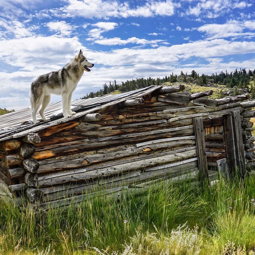 I Take My Wolfdog On Epic Adventures Because I Hate To See Dogs Locked Away I Take My Wolfdog On Epic Adventures Because I Hate To See Dogs Locked Away