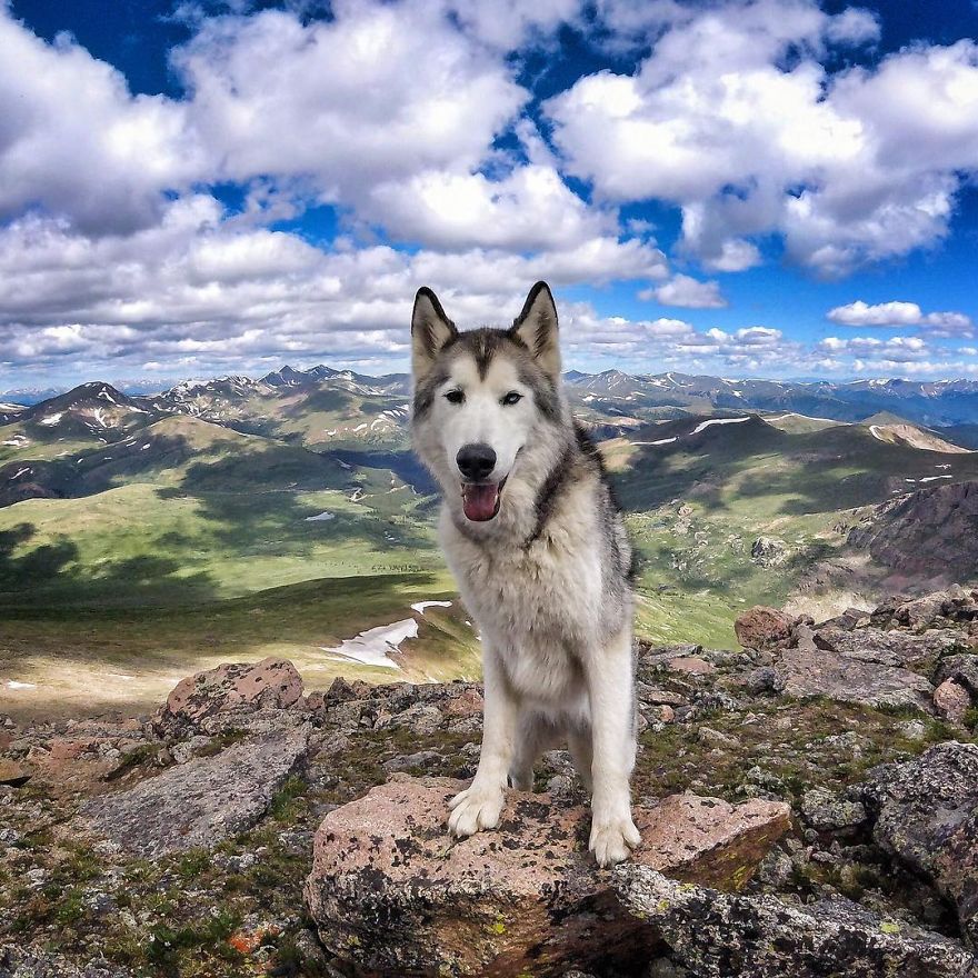 I Take My Wolfdog On Epic Adventures Because I Hate To See Dogs Locked Away I Take My Wolfdog On Epic Adventures Because I Hate To See Dogs Locked Away