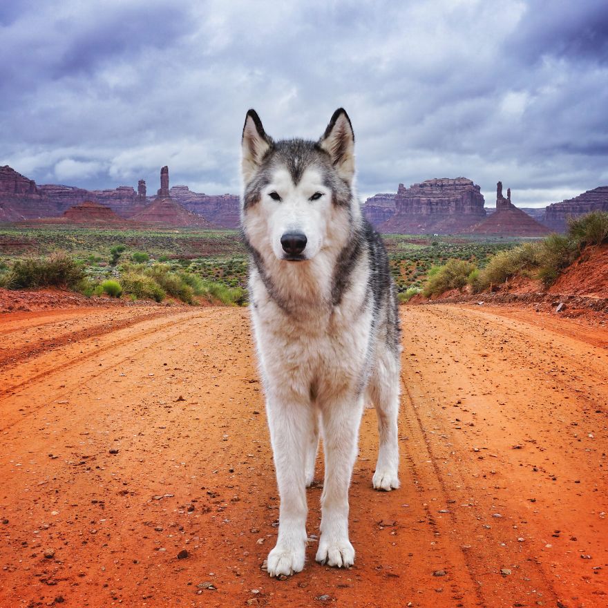 I Take My Wolfdog On Epic Adventures Because I Hate To See Dogs Locked Away I Take My Wolfdog On Epic Adventures Because I Hate To See Dogs Locked Away