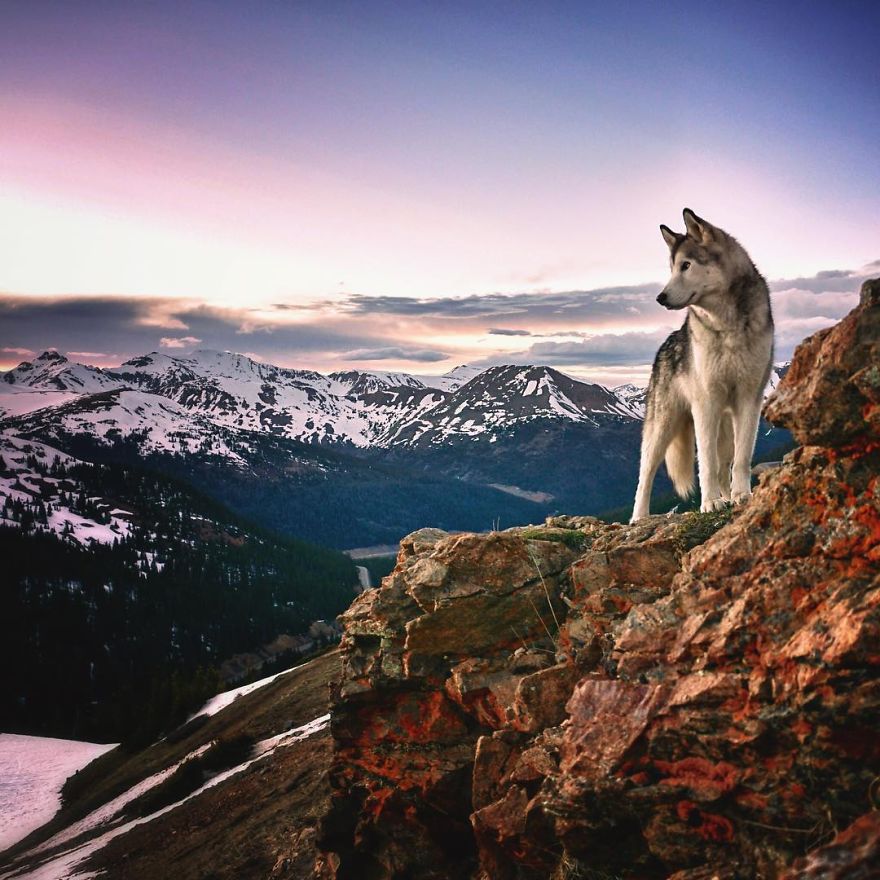 I Take My Wolfdog On Epic Adventures Because I Hate To See Dogs Locked Away I Take My Wolfdog On Epic Adventures Because I Hate To See Dogs Locked Away