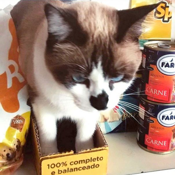 If Fits I Sits (pedigree Pouches)