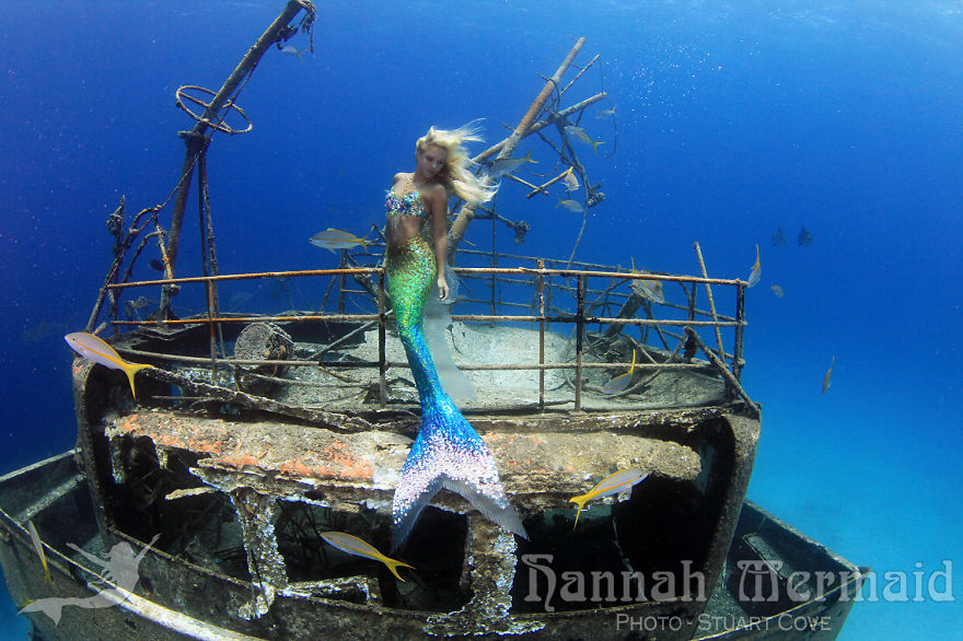 A mermaid with a fish tail swims gracefully around a submerged shipwreck with sharks nearby. A mermaid with a fish tail swims gracefully around a submerged shipwreck with sharks nearby.