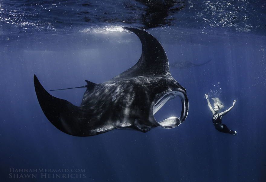 A mermaid swims underwater near a large manta ray, illustrating her ability to swim with sharks and hold her breath. A mermaid swims underwater near a large manta ray, illustrating her ability to swim with sharks and hold her breath.