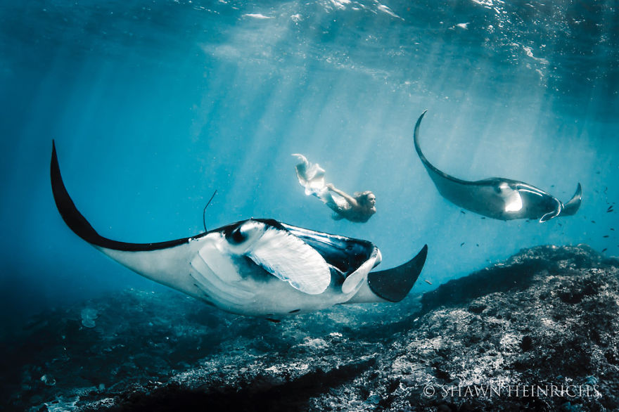 Mermaid swimming underwater with fish tail, surrounded by two manta rays. Mermaid swimming underwater with fish tail, surrounded by two manta rays.