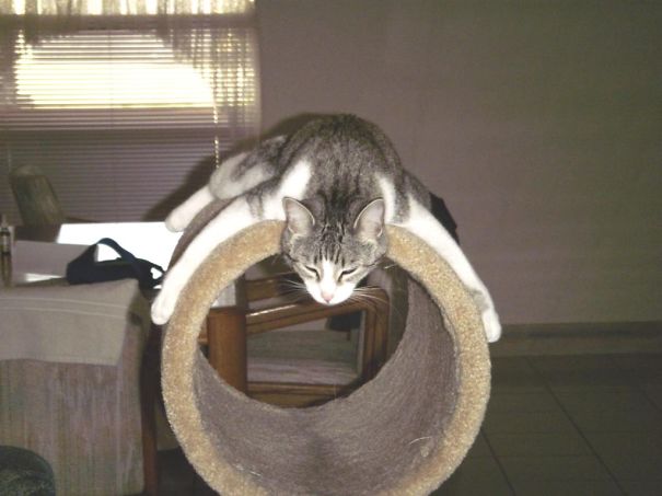 After A Hard Day Of Mousing