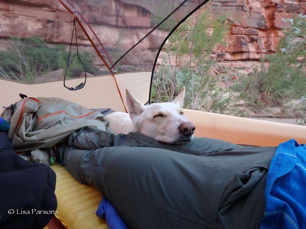 Tired Dog In The Paria River Canyon