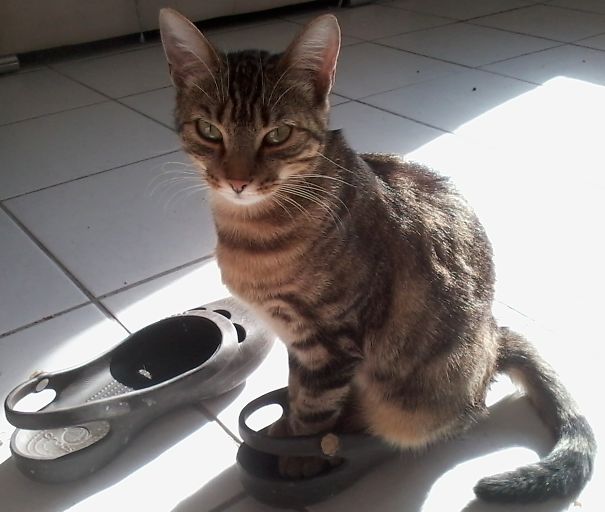 Duchess And The Shoe : Nope, Not Leaving Without Me !