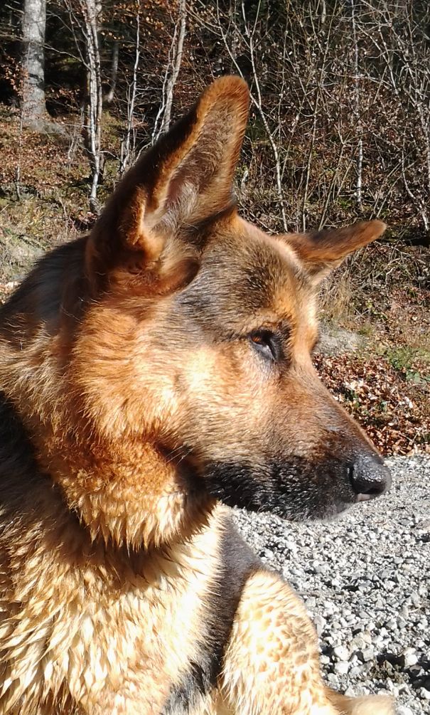 My Buddy, Shakespear