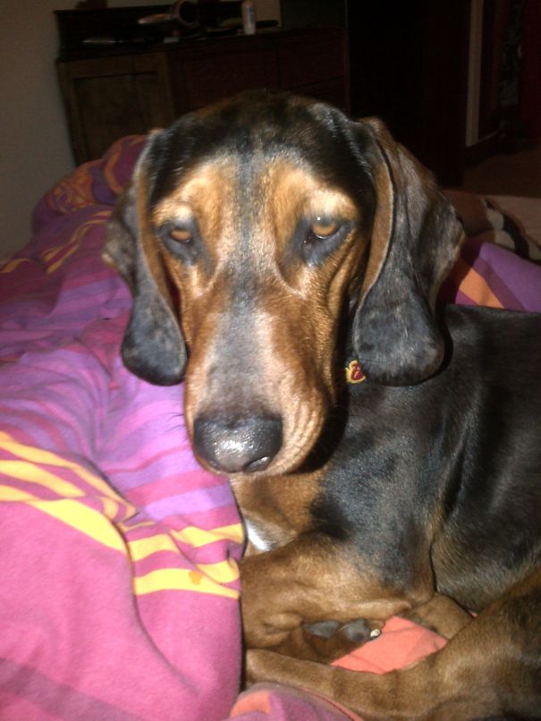 My Beaut Gabriel. Spaniel Cross Daschund Apparently?