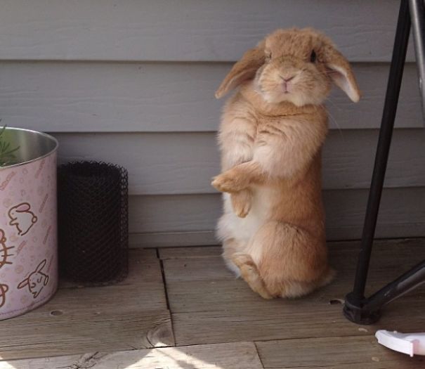 Cute bunny sitting upright on a wooden porch beside a decorative can.