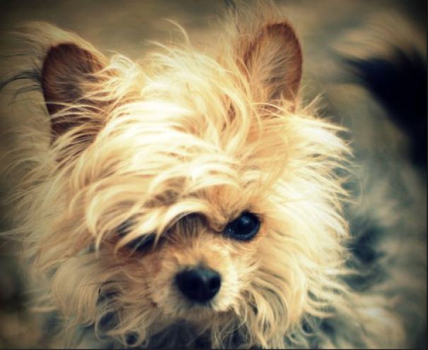 This Is Dallaz! My Lovely Chorkie! (chihuahua/yorkshireterrier)