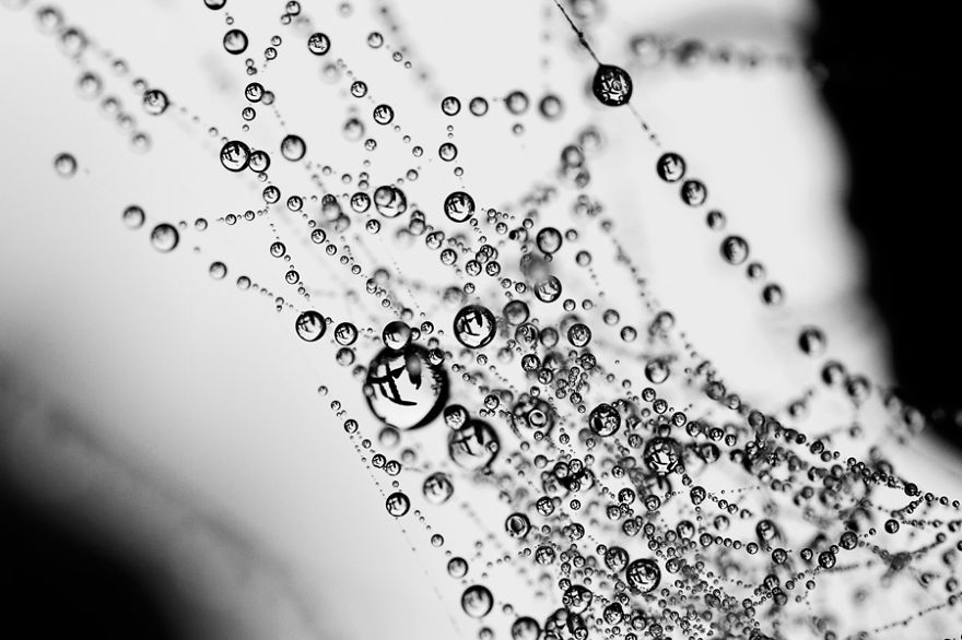 Unconventional Microcosms By Italian Photographer Elena T.