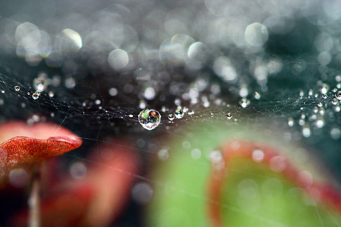 Unconventional Microcosms By Italian Photographer Elena T.