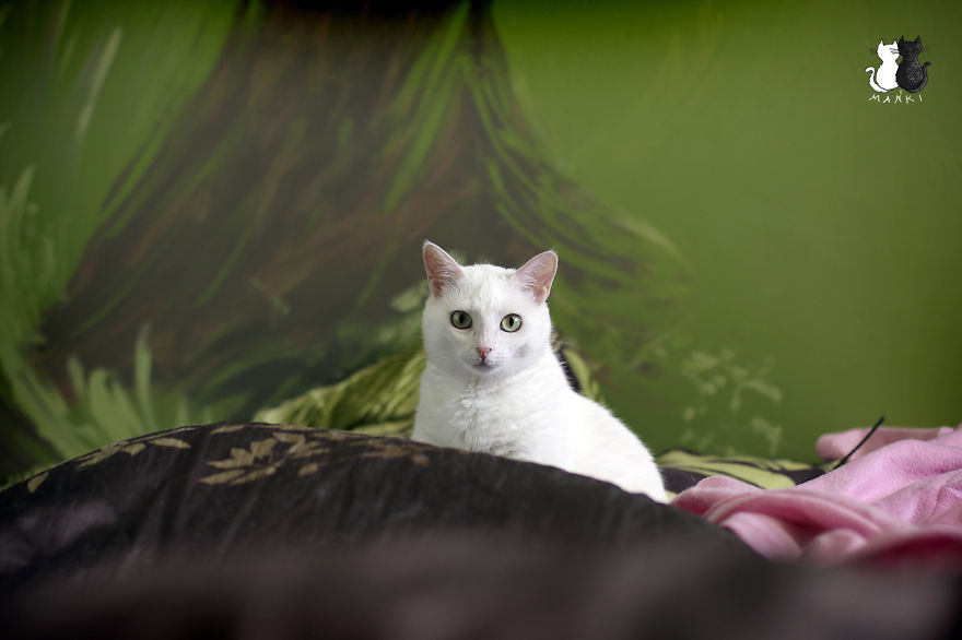My Snow-White Cat Is My Favorite Model My Snow-White Cat Is My Favorite Model