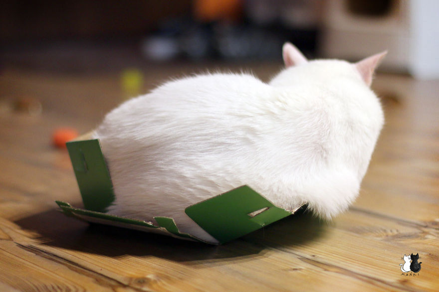 My Snow-White Cat Is My Favorite Model